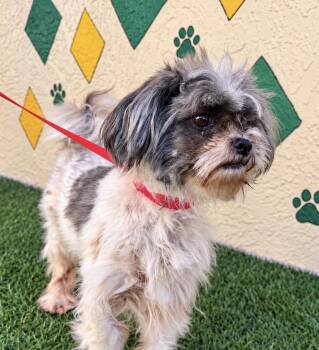 Bonnie -  Shih Tzu Dog for Adoption in Tifton, Georgia - Bonnie | PetCurious