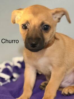 Chihuahua Dogs Available for Adoption in Modesto, California - Churro | PetCurious