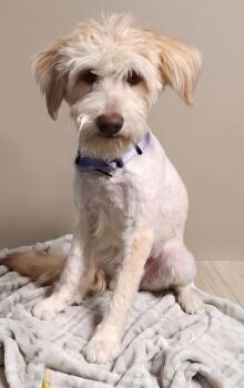Ludo -  Golden Retriever and Labrador Retriever Dog for Adoption in Cottonwood, Arizona - Ludo | PetCurious