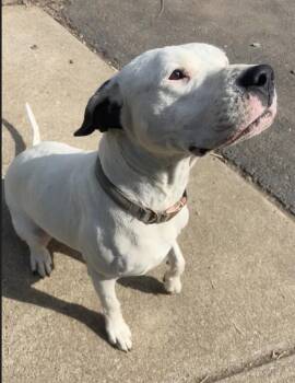 Harley- Located in Portland, OR now -  Pit Bull Terrier and Dogo Argentino Dog for Adoption in Los Angeles, California - Harley- Located In Portland, OR Now | PetCurious