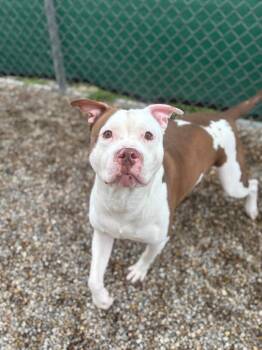 Garrus -  Pit Bull Terrier Dog for Adoption in Lima, Ohio - Garrus | PetCurious