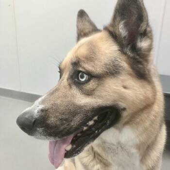 Bear -  German Shepherd Dog Dog for Adoption in Des Moines, Iowa - Bear | PetCurious