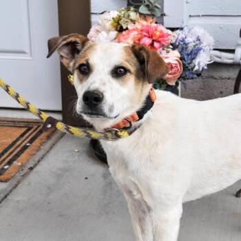 Poppi (Courtesy Listing) -  Mixed Breed Dog for Adoption in Prescott, Arizona - Poppi (Courtesy Listing) | PetCurious