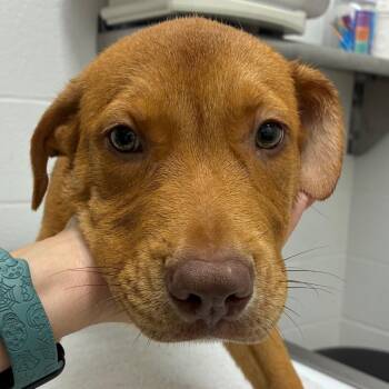 Pixel -  Shepherd and Mixed Breed Dog for Adoption in Corpus Christi, Texas - Pixel | PetCurious