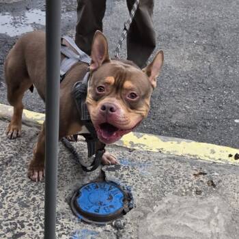 Philly -  Pit Bull Terrier Dog for Adoption in Newark, New Jersey - Philly | PetCurious