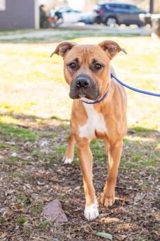 Mixed Breed Dogs Available for Adoption in Chamblee, Georgia - Fay - IN FOSTER | PetCurious