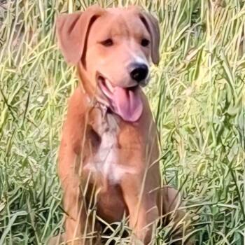 Pluto  5752 -  Mixed Breed Dog for Adoption in Loxahatchee Groves, Florida - Pluto  5752 | PetCurious