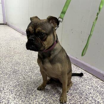 Morton Grove Stray Yanardy - Available 9/24 -  Pug Dog for Adoption in Northbrook, Illinois - Morton Grove Stray Yanardy - Available 9/24 | PetCurious