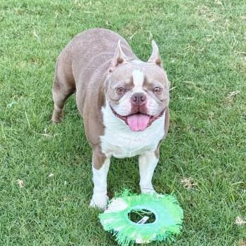 Zack -  Boston Terrier Dog for Adoption in Decatur, Alabama - Zack | PetCurious
