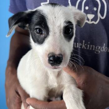 Rescue Rat Terrier Dogs for Adoption in Brookshire, Texas - Avery - Local Dec 19-21 | PetCurious