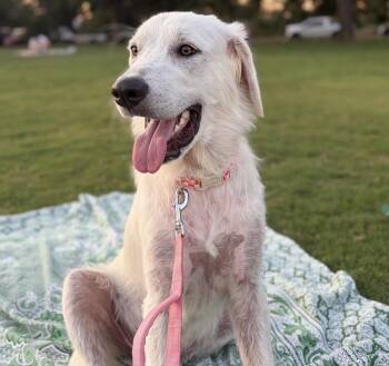 Hailey -  Great Pyrenees Dog for Adoption in Pflugerville, Texas - Hailey | PetCurious