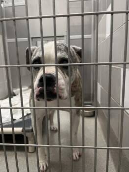 Pit Bull Terrier and Mixed Breed Dogs Available for Adoption in Las Vegas, Nevada - BARDA | PetCurious