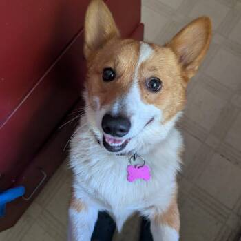 Eddie -  Pembroke Welsh Corgi Dog for Adoption in Springfield, Missouri - Eddie | PetCurious
