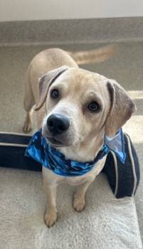 Rescue Labrador Retriever Dogs for Adoption in Dallas, Texas - Barney | PetCurious