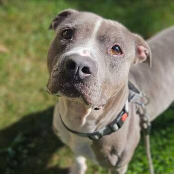 Bubby -  Mixed Breed Dog for Adoption in Syracuse, New York - Bubby | PetCurious