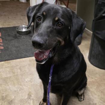 Ozai -  Black Labrador Retriever and Rottweiler Dog for Adoption in Aurora, Missouri - Ozai | PetCurious