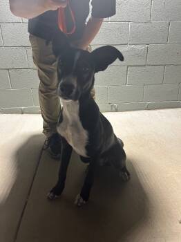 Rescue Labrador Retriever and Rat Terrier Dogs for Adoption in Chattanooga, Tennessee - Skipper | PetCurious