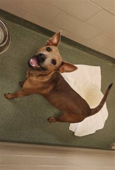 Rescue Mixed Breed Dogs for Adoption in Santa Fe, New Mexico - A173203 | PetCurious