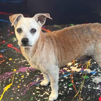 Gerald -  Chihuahua Dog for Adoption in Lake Jackson, Texas - Gerald | PetCurious