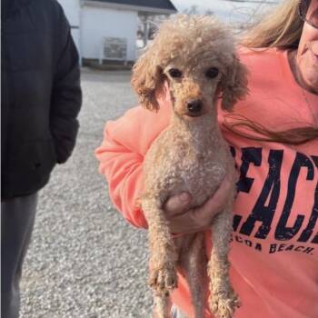 Poodle Dogs Available for Adoption - Remi | PetCurious