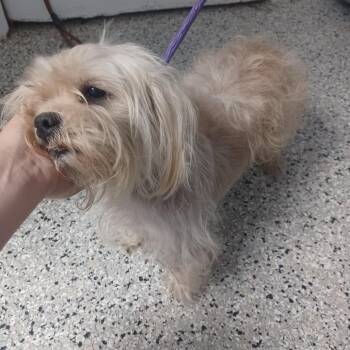 Molly-Mae -  Maltese and Shih Tzu Dog for Adoption in Hattiesburg, Mississippi - Molly-Mae | PetCurious