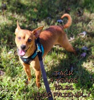 JACK -  Mixed Breed Dog for Adoption in Holbrook, New York - JACK | PetCurious