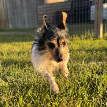 Yorkshire Terrier and Dachshund Dogs Available for Adoption - Taz (Razma Taz) | PetCurious