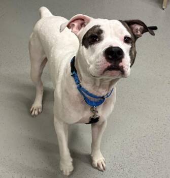 Handsome Piggie -  Mixed Breed Dog for Adoption - Handsome Piggie | PetCurious