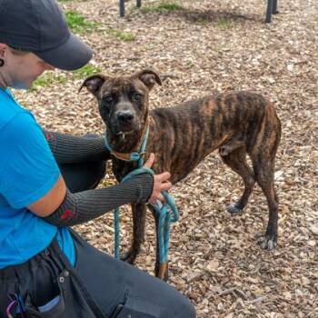 Mixed Breed Dogs Available for Adoption in Chamblee, Georgia - Karter- IN FOSTER | PetCurious