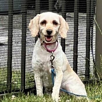 Flora -  Cockapoo Dog for Adoption in Sinking Spring, Pennsylvania - Flora | PetCurious
