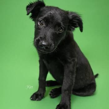 Rescue Labrador Retriever Dogs for Adoption in Houston, Texas - Izzy | PetCurious
