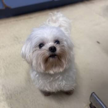 Rescue Maltese Dogs for Adoption in Leesburg, Florida - Lulu | PetCurious