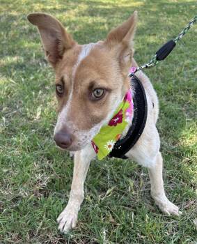 Australian Cattle Dog Blue Heeler Dogs Available for Adoption in Bell Gardens, California - CHELSEY | PetCurious
