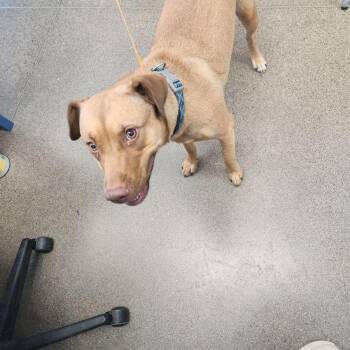 Sky -  Shepherd Dog for Adoption in Kingman, Arizona - Sky | PetCurious