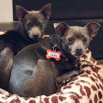 Feist Dogs Available for Adoption - Connie | PetCurious