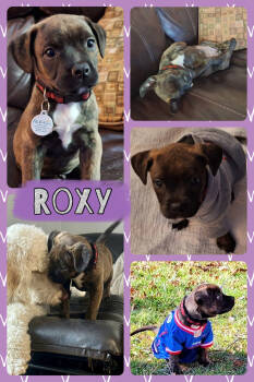 Rescue Mixed Breed Dogs for Adoption - Roxy | PetCurious