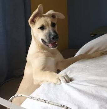Rescue German Shepherd Dog and Labrador Retriever Dogs for Adoption in Irvine, California - Beth | PetCurious