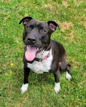 Zara -  American Staffordshire Terrier Dog for Adoption in Lisbon, Ohio - Zara | PetCurious