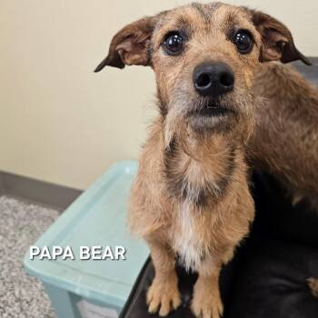 Papa Bear (and Charlie Brown!) -  Terrier Dog for Adoption - Papa Bear (and Charlie Brown!) | PetCurious