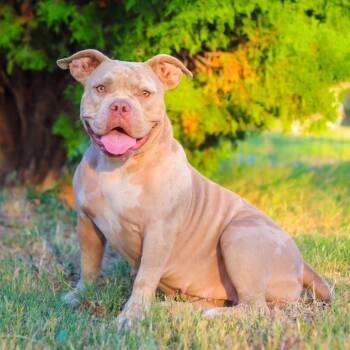 Rescue English Bulldog and Mixed Breed Dogs for Adoption in Bastrop, Texas - Gracie Lou Snaggletooth 25-07-052 | PetCurious