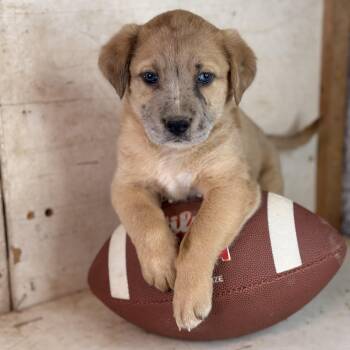 Catahoula Leopard Dog and Labrador Retriever Dogs Available for Adoption in Atlanta, Texas - Otto | PetCurious