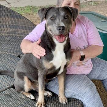 Mixed Breed Dogs Available for Adoption in Tunica, Mississippi - Bentley | PetCurious