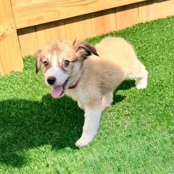 Winger -  Golden Retriever Dog for Adoption in La Grange, Kentucky - Winger | PetCurious