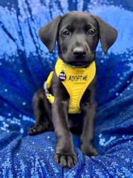 STYMIE -  Labrador Retriever Dog for Adoption in La Habra, California - STYMIE | PetCurious