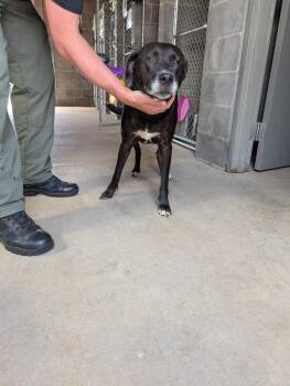 Missy -  Mixed Breed Dog for Adoption in Shelbyville, Tennessee - Missy | PetCurious