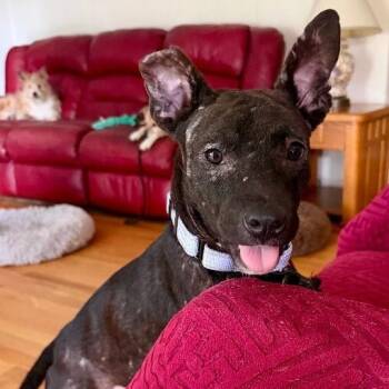 Bambi -  Black Labrador Retriever Dog for Adoption in Houston, Texas - Bambi | PetCurious