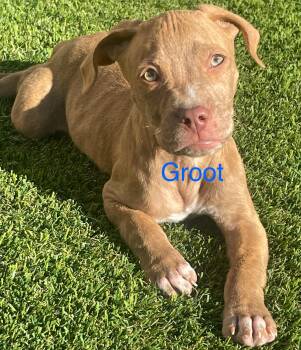 Rescue Mixed Breed Dogs for Adoption in Albuquerque, New Mexico - Groot | PetCurious