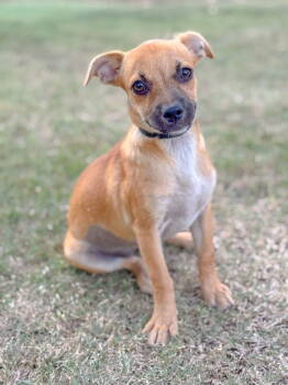 Rescue Chihuahua and Pug Dogs for Adoption in Helotes, Texas - Nina | PetCurious