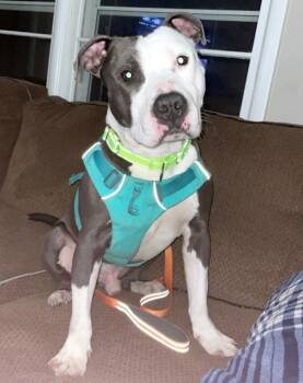 Pit Bull Terrier Dogs Available for Adoption - Ambrose | PetCurious