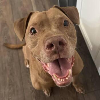 Rescue Terrier Dogs for Adoption in St. Peters, Missouri - Gillian | PetCurious